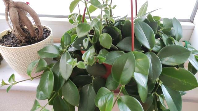 Arkadaşımın Balkon çiçekleri, Ruj çiçeği, Dua çiçeği,begonya Ve Kaktüsler