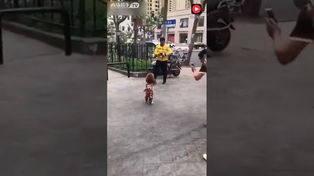 Собака на двух лапах смотреть онлайн