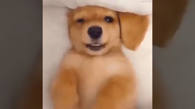 Perrito hermoso смотреть онлайн
