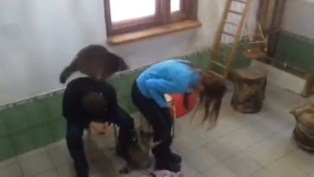 Вот такие игры с енотами