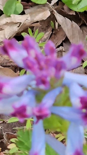 자주괴불주머니 / incised-corydalis / Corydalis incisa (Thunb.) Pers. /양귀비과 / 현호색속 смотреть онлайн