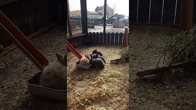 Маленькие декоративные кролики лакомятся вкусняшками в Ярославском зоопарке смотреть онлайн