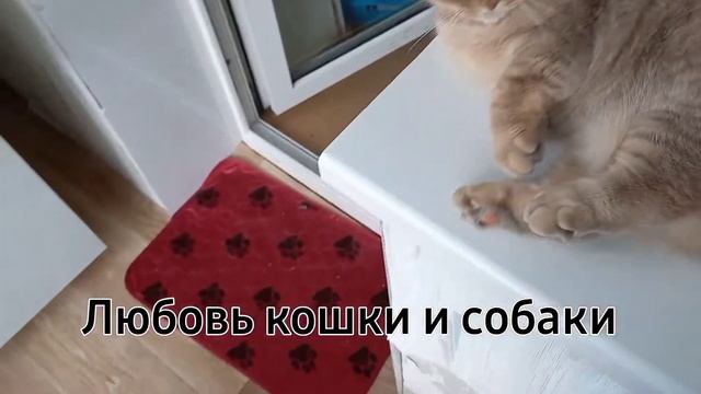 Дружба кошки и собаки смотреть онлайн