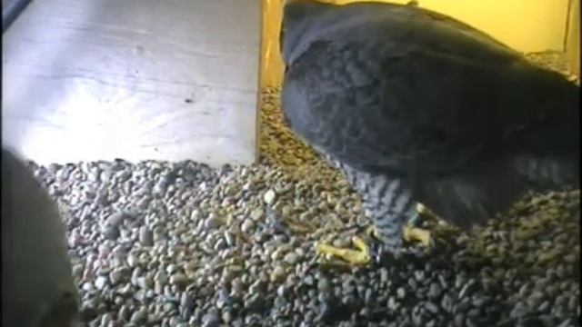 Falco peregeinus Franek i Leśna na PKiN Warszawa смотреть онлайн