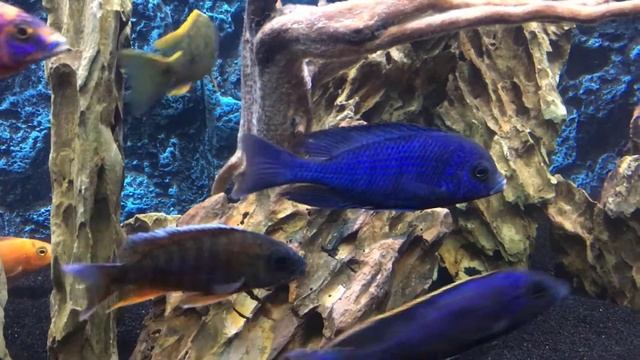 Adding more fish to my 125 Gallon Tank смотреть онлайн
