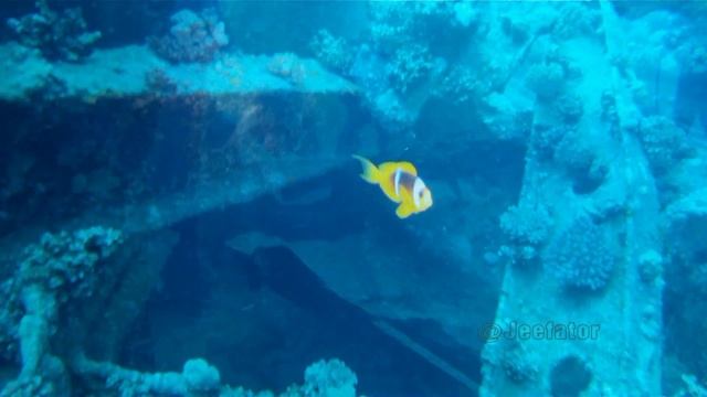 Epave Chrisoula K - red sea HD смотреть онлайн