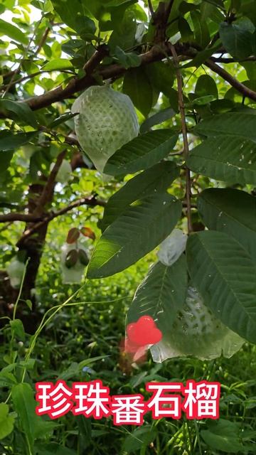 珍珠番石榴脆甜好吃，外觀靚麗好看，看著很好The pearl guava is crunchy, sweet and tasty, and it looks nice and pretty. смотреть онлайн