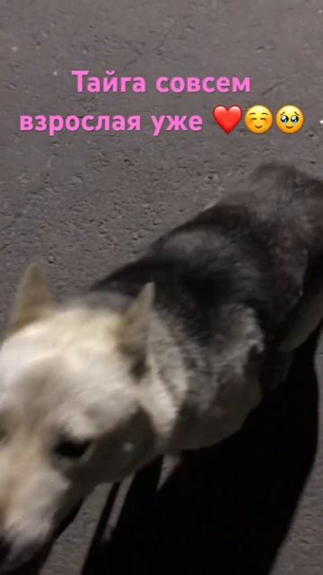 #shortsvideo #shortvideo #youtube #youtubeshorts #dog #dogs #лайка #охота #охотарыбалка #собака #пё