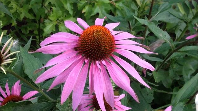 Echinacea purpurea (Purple Coneflower) смотреть онлайн