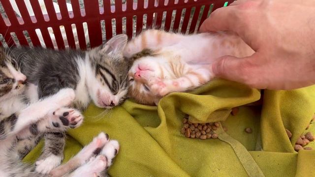 Homeless little kitten wants me to massage her смотреть онлайн