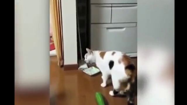 Настоящий ИСПУГ!!! смотреть онлайн