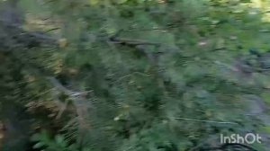 Сбор сосновых свечек, на две недели раньше.