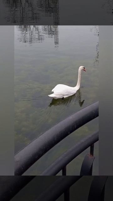 Калининград.Пруд 