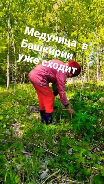 лечебные травы Башкирии смотреть онлайн