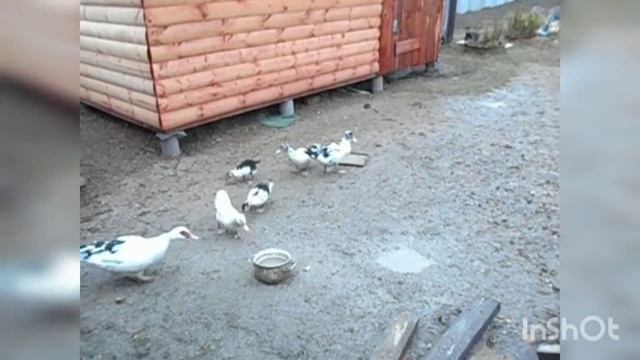 Просто утки. смотреть онлайн