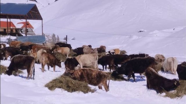 Сумбатль 17.04.2025