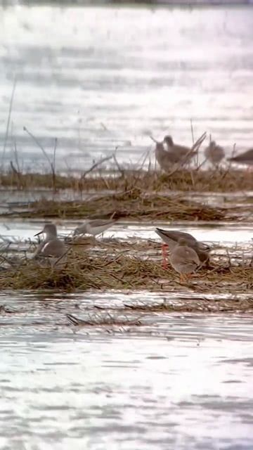 Nothing to see here. Just some Redshank floating by. смотреть онлайн
