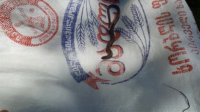 АНАКОНДА ПО ГРУЗИНСКИ)))