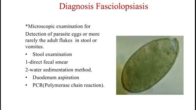 Parasitology lab 3 ( Trematoda Intestinal flukes ) смотреть онлайн