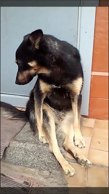 Прикольная собака Шарикофф сидит на пороге. смотреть онлайн