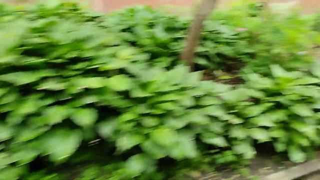 Зелень двориков. Владивосток смотреть онлайн
