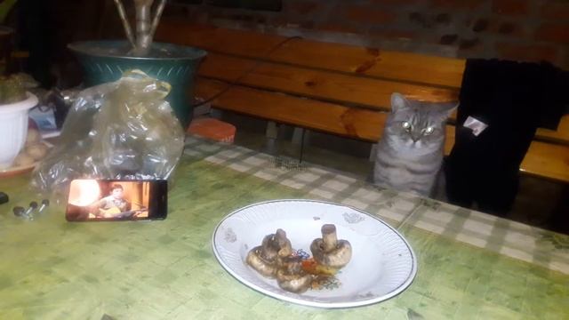 Кот слушает Владимира Высоцкого