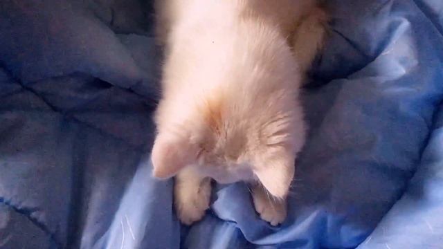 МИЛЫЙ КОТЁНОК смотреть онлайн