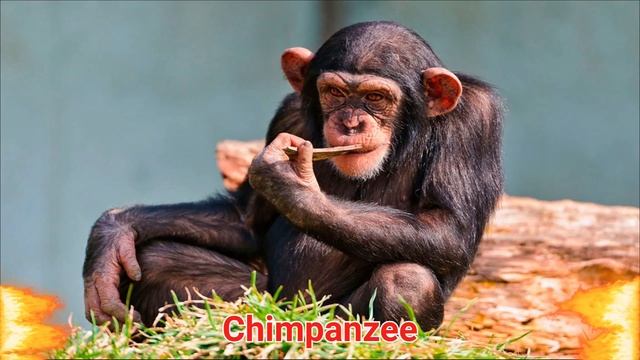Learn Animal Names | ABC Animals | Chimpanzee | Gorilla | Panda | Kangaroo смотреть онлайн