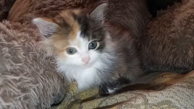 Спасли маленькое чудо смотреть онлайн