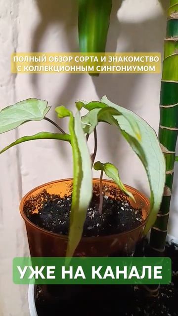 Сингониум ждёт вашей компании и поддержки🤗🪴 #сингониум #syngonium #комнатныерастения #LampPlantae смотреть онлайн