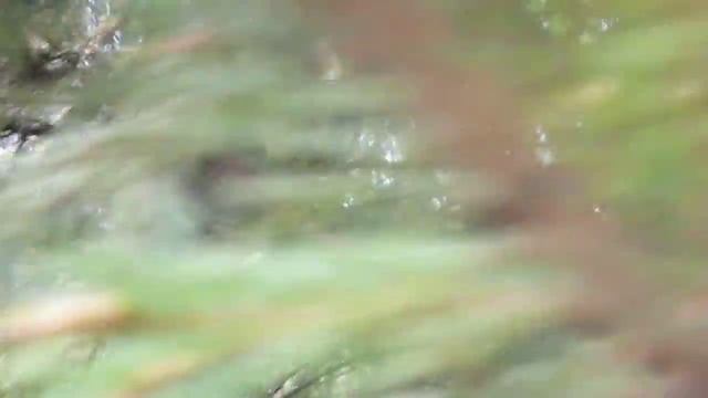 Белочка в Петергофе смотреть онлайн