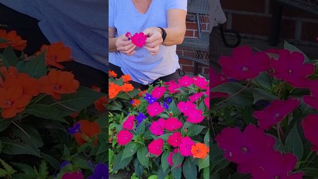 Ideas for a Shady Deck Planter смотреть онлайн