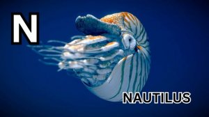 Ocean Alphabet Adventure: ABC Ocean Animals Song for Kids Learning English
