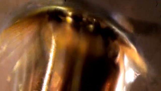 Telmatoscopus larvae смотреть онлайн