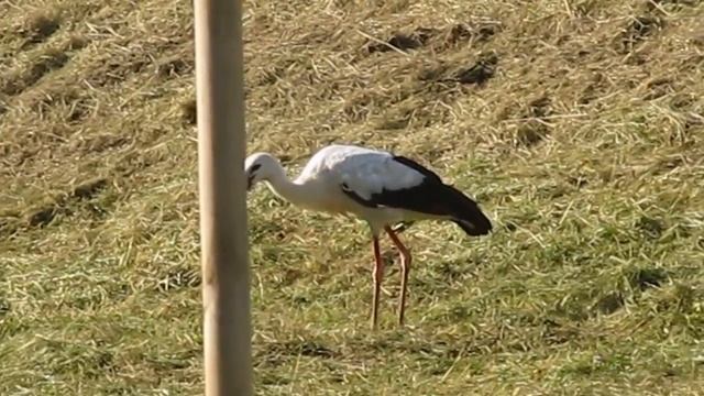 BOCIAN UPOLOWAL KRETA смотреть онлайн