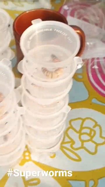 superworms смотреть онлайн