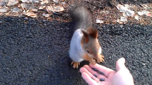 В первый день на Банном меня встретила белочка! смотреть онлайн