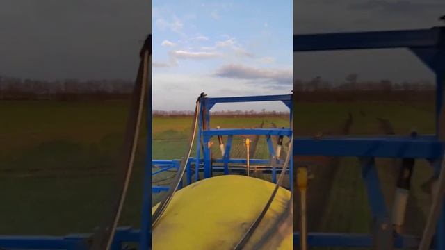 подкормка ячменя листовая смотреть онлайн