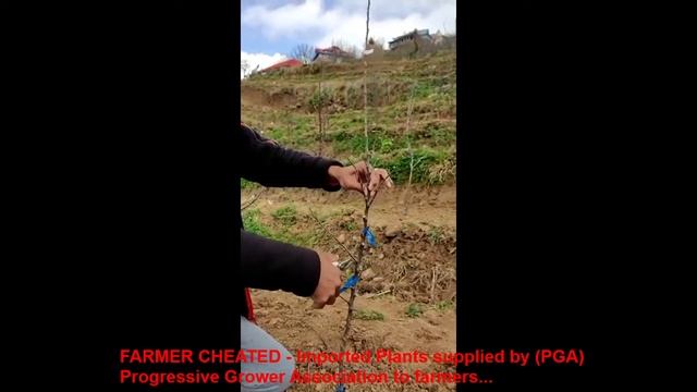 FARMER LOOTED : Supplied poor quality apple Progressive grower Association (PGA) Himachal смотреть онлайн