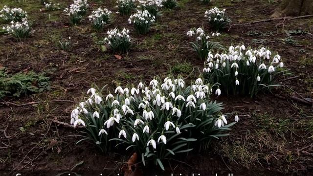 Śnieżyczka przebiśnieg- Galanthus nivalis (ang. Common snowdrop) смотреть онлайн