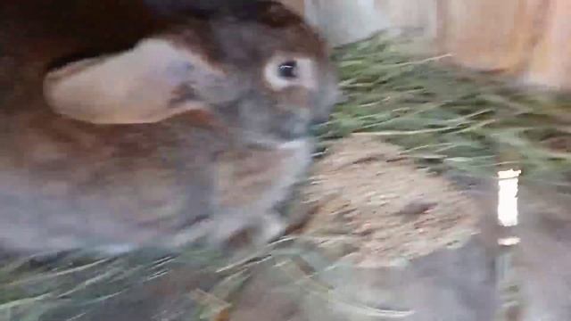 Окрол, крольчата, кролики 🐰