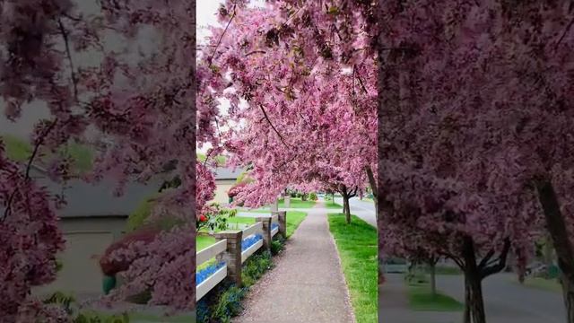 Royal raindrops in Olympia - Spring 4/26/21 TM