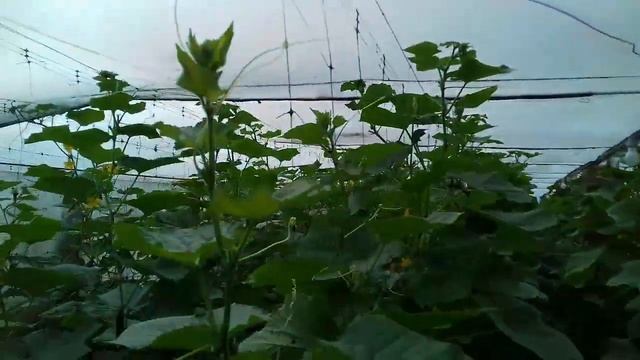 Погорели листья на огурцах после препарата  ХИЛАТ ЖЕЛЕЗА