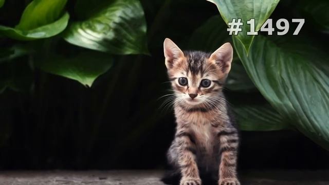 #1497. Коты (В мире животных) смотреть онлайн