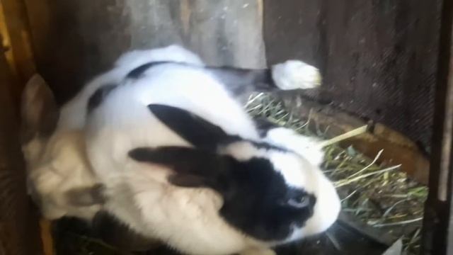Первая случка,нового крола с бело-черной крольчихой🐇💕 смотреть онлайн