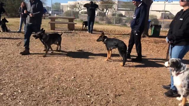 Freya in a dog training group class смотреть онлайн