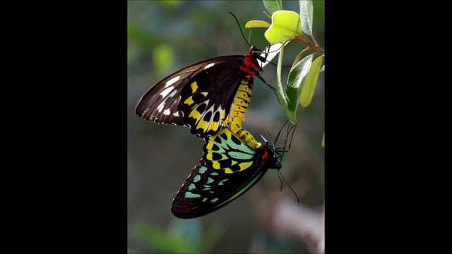 Mundo Animal, Ornithoptera Alexandrae.