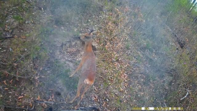 Косуля на солонце. смотреть онлайн