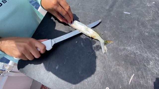 The ULTIMATE bottom fishing rig | How to fish on a drift boat! смотреть онлайн