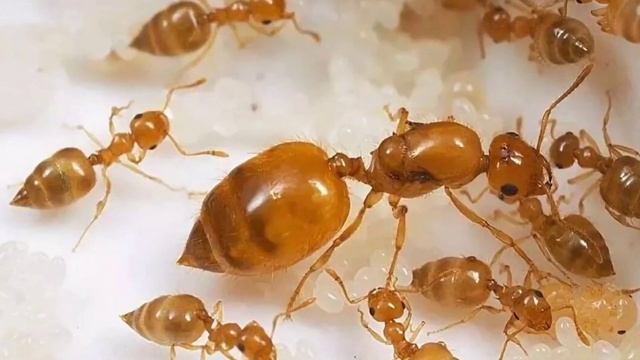 Интересные факты о муравьях смотреть онлайн